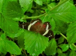 Anartia Fatima