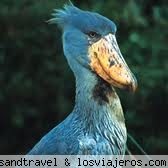 Shoebill Stork