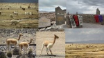 Reserva de Vicuñas y Mirador de los Volcanes