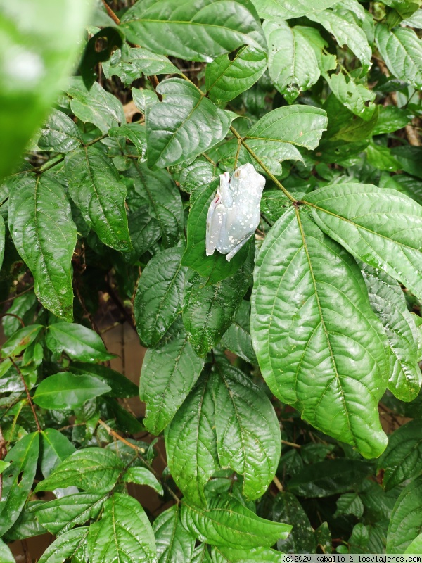 Parque Nacional Tortuguero