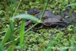 Ojo de caiman