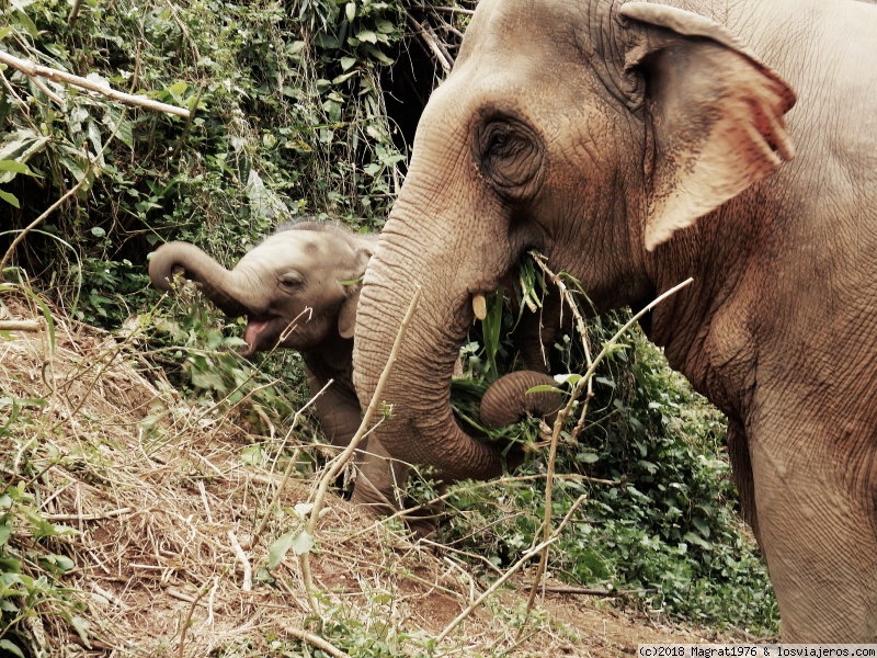 Elephant Freedom, Chiang Mai