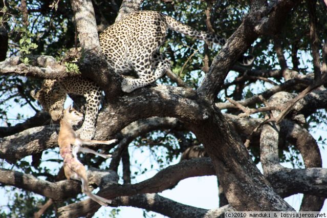 Leopardo y presa