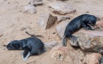 Lobitos marinos en Cape cross ,Namibia