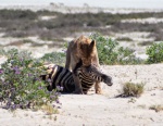 Leona con presa  , Etosha Namibia