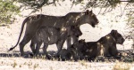 Leones en Etosha, Namibia