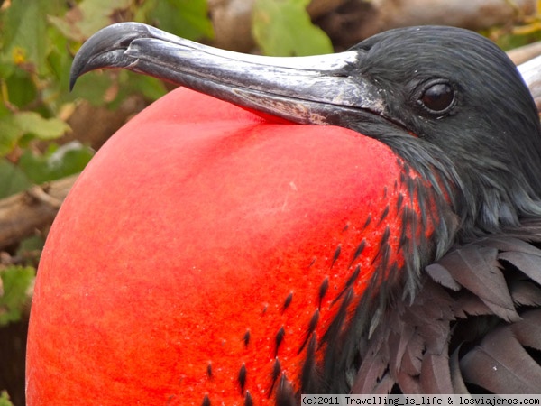 NUEVO CONTROL DE INGRESO A GALÁPAGOS - ECUADOR