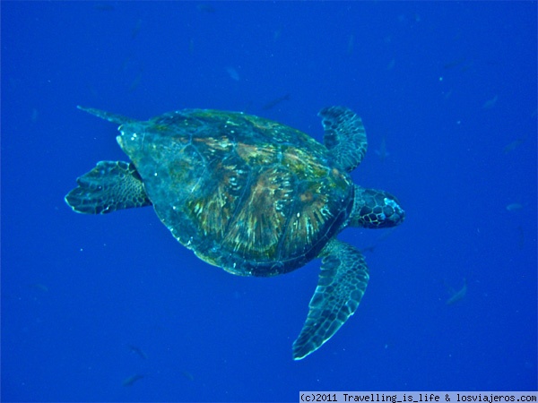 ¡PRONTO LAS GALAPAGOS EN GOOGLE STREET VIEW!