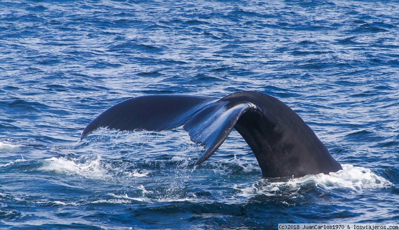 Excursión Ballenas