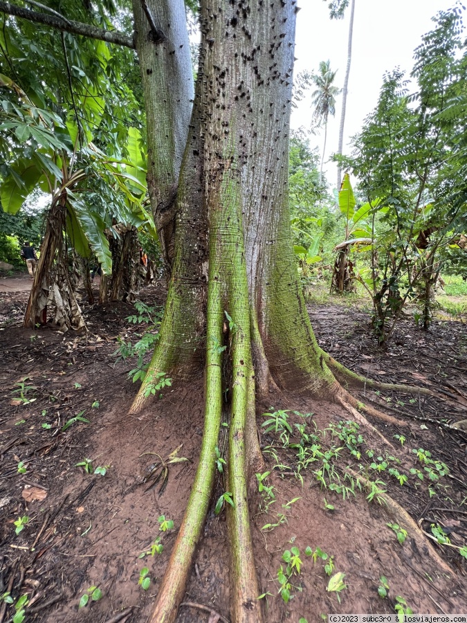 Arbol Spice Farm