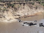 Cruce de los ñus - Masai Mara