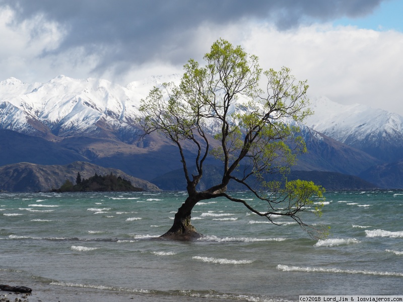 El fotogénico arbol de Wanaka