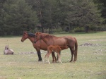 Caballos pastando