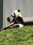 chengdu pandas