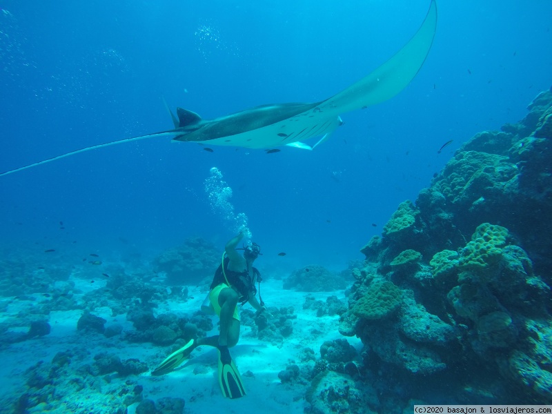 Buceando con Mantas en Maldivas