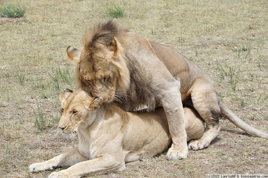 Leones copulando