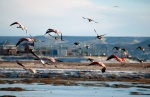 Flamencos de Río Gallegos