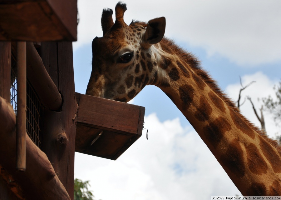 Giraffe Center