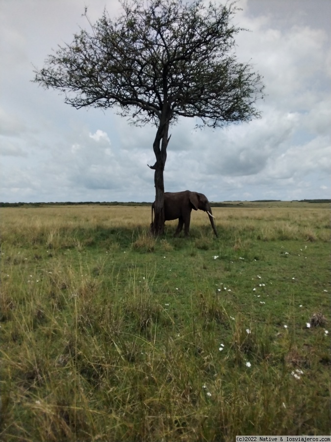 Maasai Mara