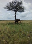 Maasai Mara