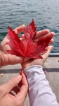 Maple Leaf