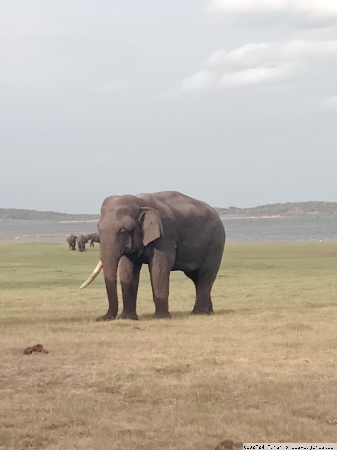 Yala National Park, Srilanka.