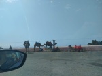 Camellos en Marruecos