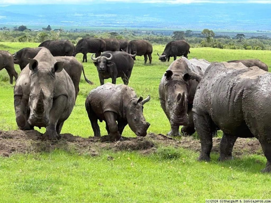 Visitando la conservación de Olpejeta en Kenia con Saunterland Africa Tours