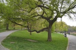 Árbol en Central Park