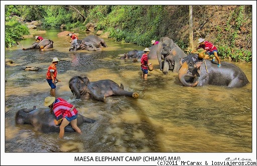 Maesa Elephant Camp (Chiang Mai)