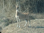 Bambi - Bandipur, Sur de India