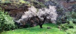 Almendro en flor, Valsequillo - Gran Canaria