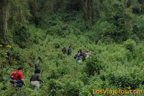 Trekking a los gorilas - Ruanda