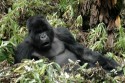 Gorilas
Gorillas