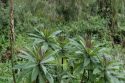 Vegetación - Ruanda