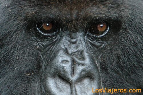 ¿Dónde ver gorilas? Uganda, Ruanda o Congo - Forum Eastern Africa
