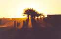 Puesta de sol en un oasis del desierto - Tindouf - Argelia
Sunset in the oasis - Tindouf - Algeria