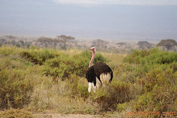 Male Ostrich - Amboseli - Kenya
Avestruz macho en Amboseli - Kenia