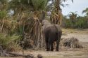 Elefante comiendo - Amboseli
Elephant feeding