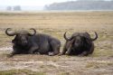A couple of buffalos - Amboseli Park