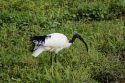 Ibis sagrado en Amboseli
Sacred Ibis - Amboseli