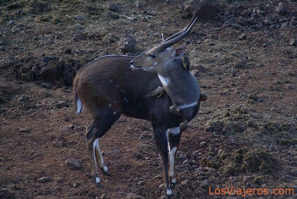 Sitatunga or Marshbuck, The Aberdares. - Kenya
Sitatunga - Montes Aberdares - Kenia