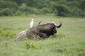 Garcilla bueyera a lomos de un búfalo- Lago Nakuru
Buffalo and heron