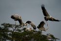 Cigüeñas de pico amarillo - Lago Nakuru
Yellow-billed Stork, Lake Nakuru