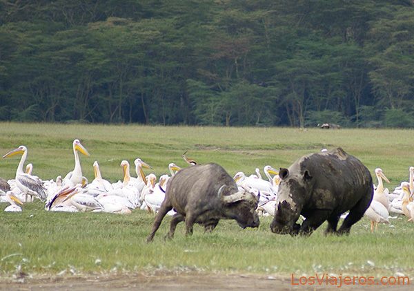 White rhino charging a young buffalo - Kenya
Rinoceronte blanco atacando a un joven búfalo - Lago Nakuru - Kenia