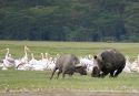 Rinoceronte blanco atacando a un joven búfalo - Lago Nakuru
White rhino charging a young buffalo