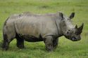 El rinoceronte blanco que nos atacó
We were attacked by this white rhino