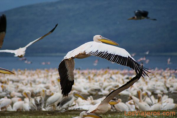 Lago Nakuru y Lago Naivasha - Parques de Kenia - Foro África del Este