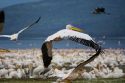 White Pelican flying off - Kenya
Pelícano levantando el vuelo - Lago Nakuru - Kenia