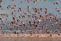 Lesser Flamingos flying away - Nakuru Lake